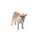 Панама Pet Fashion Gold для собак M PR244603 фото 2