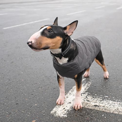 Жилет Pet Fashion E.Vest для собак сірий XS-2 PR242436 фото
