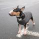 Жилет Pet Fashion E.Vest для собак сірий XS-2 PR242436 фото 4