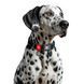 Coastal Fashion Pro Waterproof Leash КОСТАЛ биотановый поводок для собак 12906_AQU06 фото 4