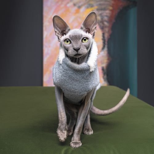 Свитер Pet Fashion &laquo;Cat&raquo; для кота, размер M, меланж PR242974 фото