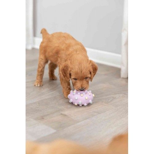 Іграшка Trixie для цуценят Кільце Junior латекс 8 см 35612 фото