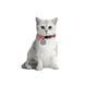 Ошейник для кошек из восстановленного хлопка WAUCAT Re-cotton с QR паспортом, светоотражающий, пластиковый фастекс, XS, Ш 10 мм, Длин 20-30 см, красный 16423 фото 4