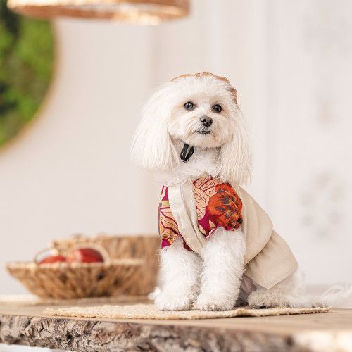 Рубашка Pet Fashion Соломия для собак бежевая девочка Xs2 PR244037 фото