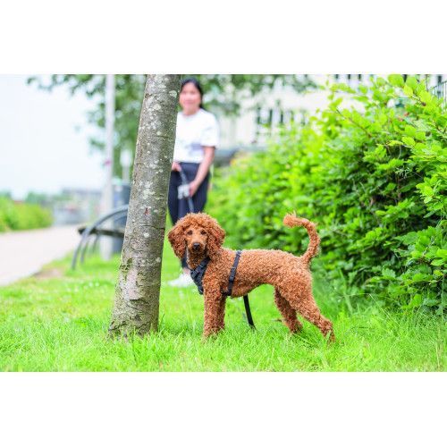 Шлей Trixie CityStyle H-harness для собак бавовна L-XL 75-120 см 25 мм чорна 1969901 фото