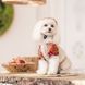 Рубашка Pet Fashion Соломия для собак бежевая девочка Xs2 PR244037 фото 4
