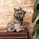 Костюм Pet Fashion PF Style для собак S PR242795 фото 5