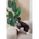 Костюм Pet Fashion Locky S для собак PR243785 фото 4