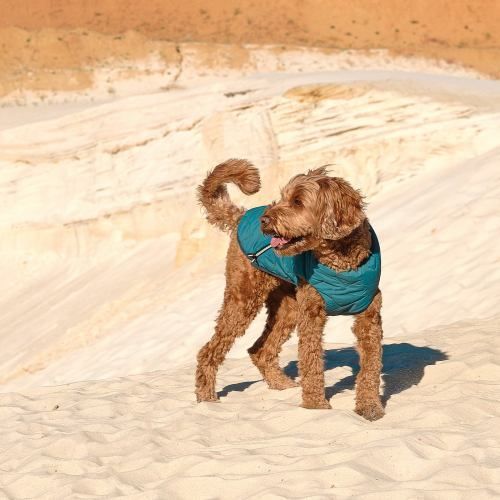 Жилет Pet Fashion E.Vest для собак морська хвиля XS PR242411 фото