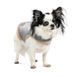 Шлея-жилет Pet Fashion Rob для собак размер XS2 PR243844 фото 3