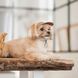 Кепка Phil ТМ Pet Fashion для собак L PR 441709 фото 4