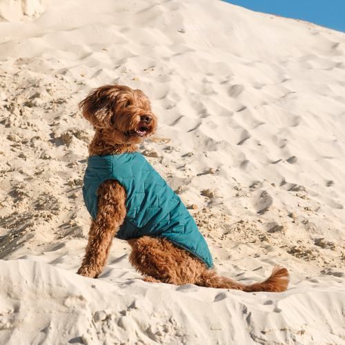 Жилет Pet Fashion E.Vest для собак морська хвиля М2 PR242416 фото