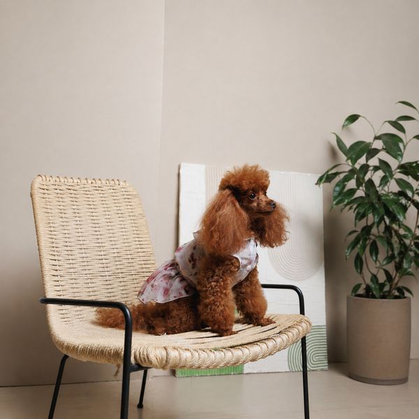 Плаття Pet Fashion Amelia для собак XS PR244642 фото