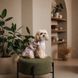 Плаття Pet Fashion Amelia для собак XS PR244642 фото 3